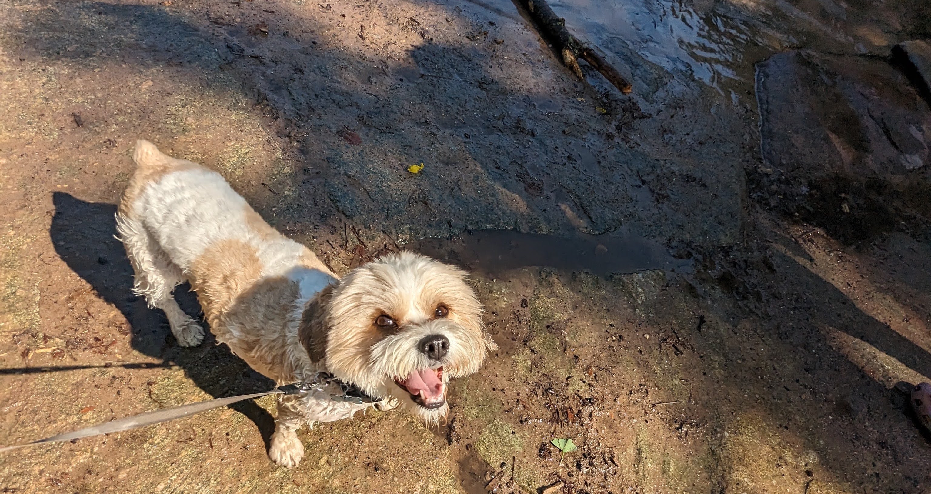 a picture of my white fluffy dog at the prospect park dog beach